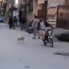 Street dogs in our area