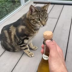 Cork Pops And Falls On Cats Head